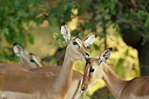 Limpopo: Impala