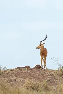 Aepyceros: Impala