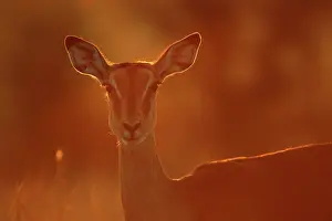 Petersi: Impala