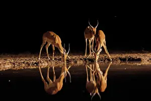 Artiodactyle: Impala
