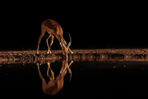 Artiodactyle: Impala