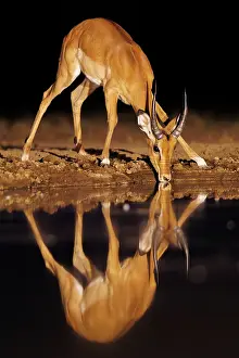 Artiodactyle: Impala