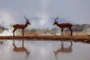Mammifere: Impala