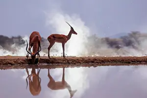 Afrique: Impala