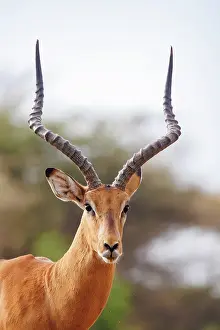 Afrique: Impala