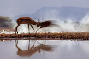 Afrique: Impala