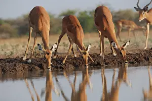 Tourisme: Impala