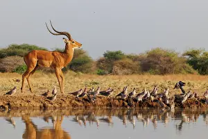 Afrique: Impala