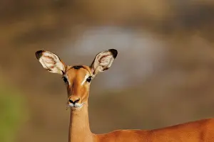 Jeune: Impala