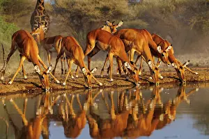 Tourisme: Impala