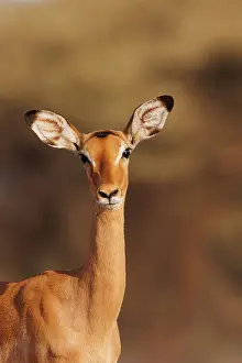 Jeune: Impala