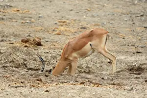 Watering: Impala (Aepyceros melampus) coming to drink at a