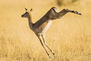 Botswanan: Impala (Aepyceros melampus), female jumping on the