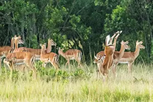 Dynamics: Impala (Aepyceros melampus), female leaping, Masai-Mara