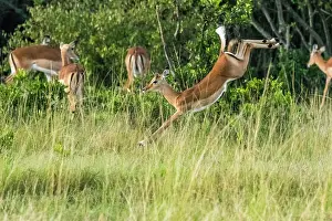 Dynamics: Impala (Aepyceros melampus), female leaping, Masai-Mara