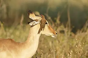 Relationship: Impala (Aepyceros melampus) female with Red-bil