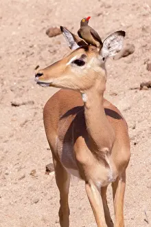 Buphagus: Impala (Aepyceros melampus), female with a Red-billed