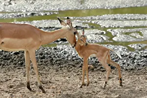 Backlighting: Impala (Aepyceros melampus) female and young, Kruger