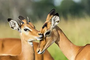 Aepyceros: Impala (Aepyceros melampus), female and young male