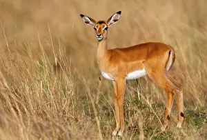 Impala (Aepyceros melampus) in grass, Kenya