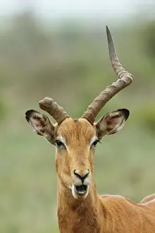Broken: Impala (Aepyceros melampus) Impala male with broken