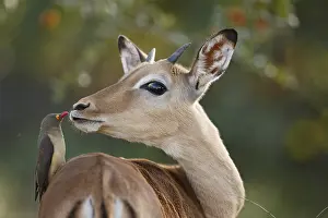 Buphagus: Impala (Aepyceros melampus) looking at Red-bill