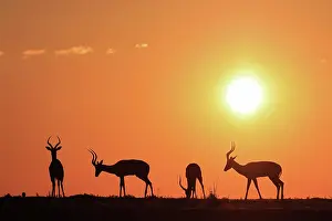Aepyceros: Impala (Aepyceros melampus) male, Kariega Game Reserve