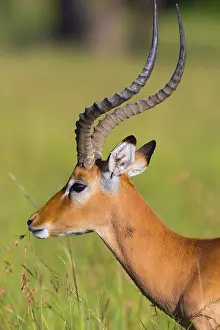 200819: Impala (Aepyceros melampus), male, animal portrait