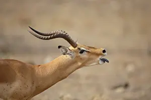 Dominance: Impala (Aepyceros melampus) male, roaring displ