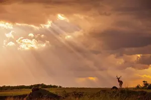Narok: Impala (Aepyceros melampus), male silhouetted against