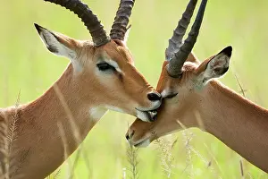 Impala, Aepyceros melampus, in the Masai