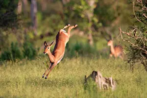 Dynamics: Impala (Aepyceros melampus melampus) leaping, Okavango