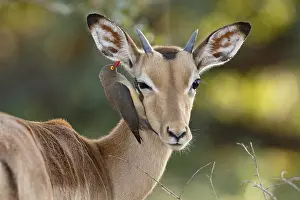 Buphagus: Impala (Aepyceros melampus) with Red-billed Oxp