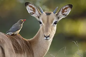 Buphagus: Impala (Aepyceros melampus) with Red-billed Oxp