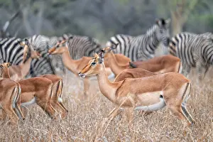Antelopes: Impala (Aepyceros melampus) with red-billed oxpecker (Buphagus erythrorynchus)