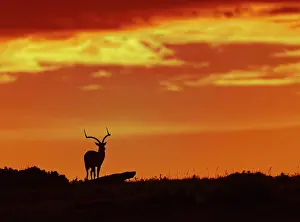 Aepyceros: Impala (Aepyceros melampus) at sunrise, Masai Mara