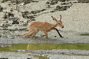 Watering: Impala (Aepyceros melampus) Young impala crossing