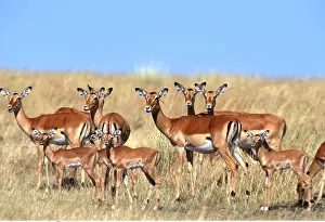 Impalas: IMPALA ANTELOPES - and young