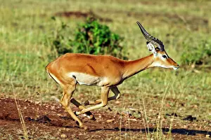 Impalas: Impala Buck - on the move