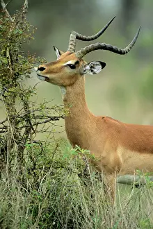 Impalas: Impala - buck, with lip caught on thorny bush