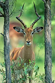 Impalas: Impala - buck standing between 2 trees