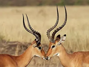 Impalas: Impala - bucks