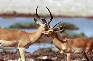 Greeting: IMPALA - bucks meeting