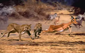 Impala chased by Lions (Panthera leo)