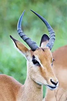 Impalas: Impala - close up of head of immature male