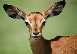 Impalas: IMPALA - close-up of face