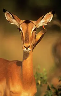 Impalas: IMPALA - close-up of femaleIs head and shoulders