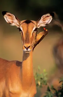 Impalas: IMPALA - close-up of femaleIs head and shoulders