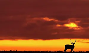 Impalas: Impala at dusk