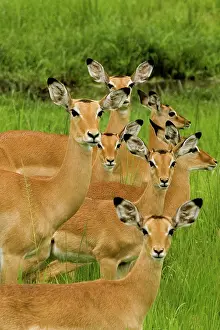 Impalas: Impala family